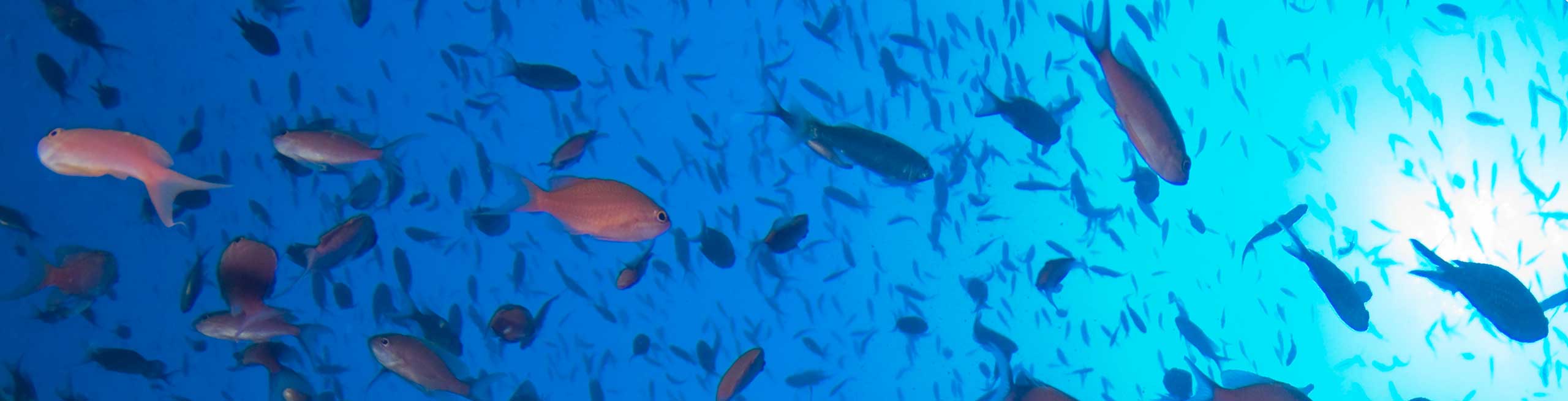 Anthias