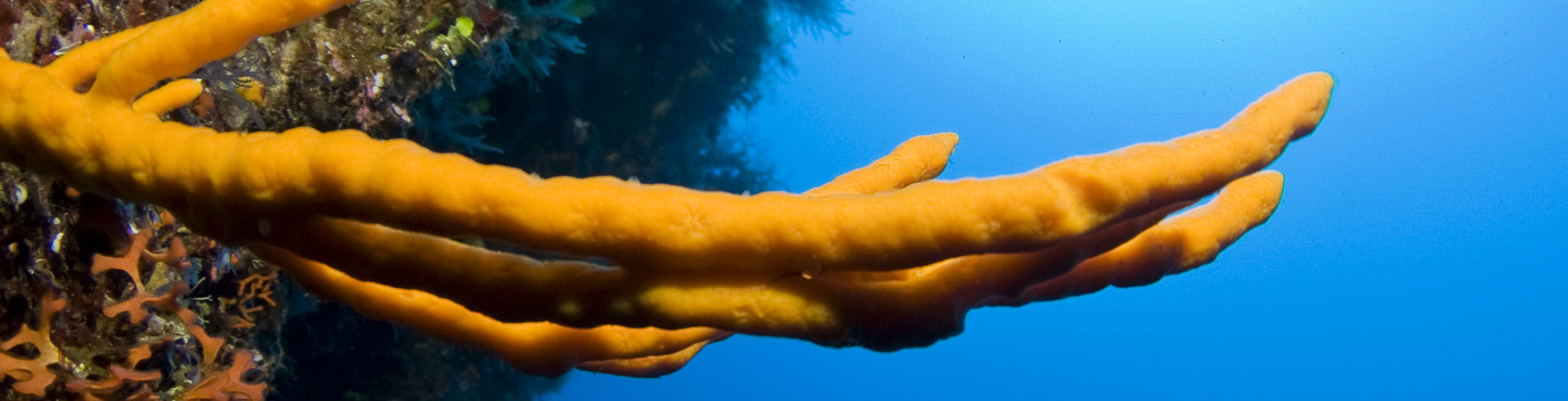 Actisub plongée dans l'Agriate et le Cap Corse